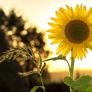 Vibrant sunflower backlit by the warm glow of a sunset, capturing summer essence.